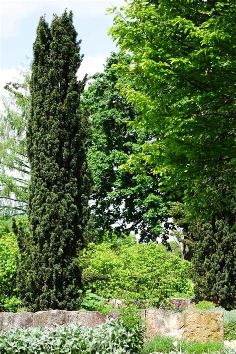 Schmale Säuleneibe Taxus baccata Fastigiata Robusta günstig kaufen