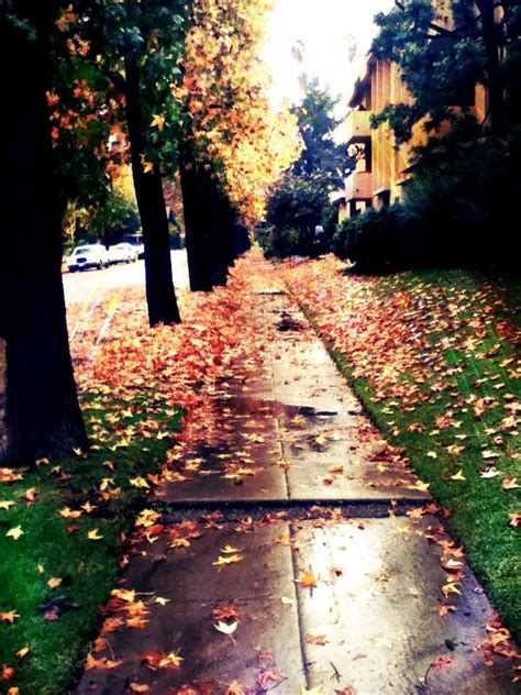 Fall At Its Finest Lovely Sidewalk Fall