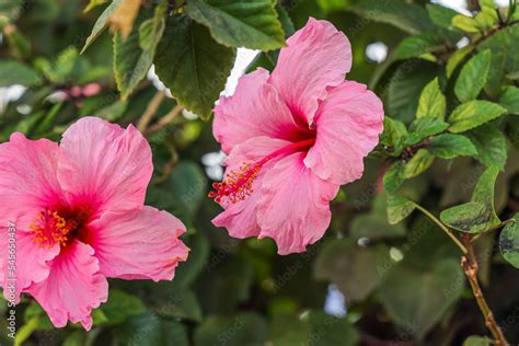 Hibiscus rosa-sinensis, known as Chinese hibiscus, China rose, Hawaiian ...