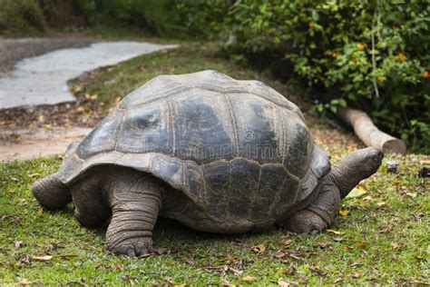 Giant Tortoise, La Digue, Seychelles Stock Image - Image of ...