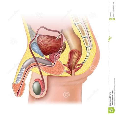 Male Reproductive System Unlabeled Diagram