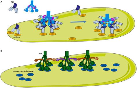 Classical And Lectin Pathway Activation A Activation Of The