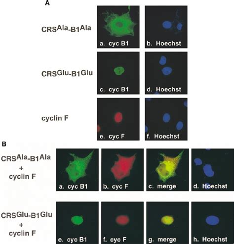 A Individual Localization Of Crs Cyclin B1 And Cyclin F In Cos 1 Download Scientific