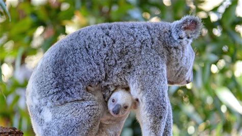 Rare white baby koala born at Australia Zoo is looking for a name ...