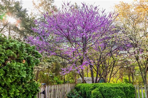 Add Flowering Trees to Your Landscaping | Cottonwood Land