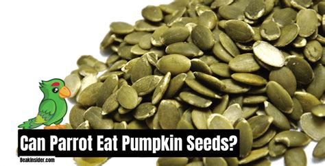 Can Parrot Eat Pumpkin Seeds Merits And Demerits