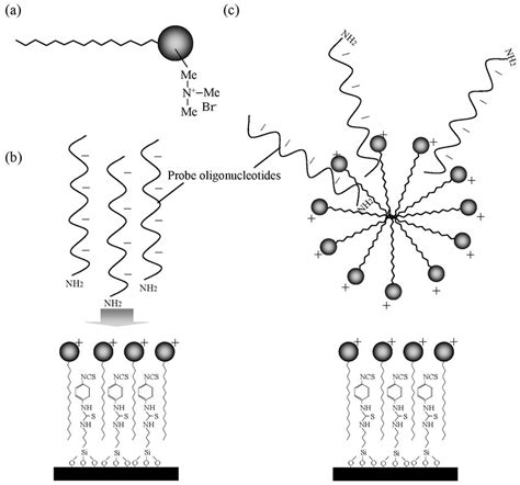 A Schematic Representation For Explaining Immobilization Reaction