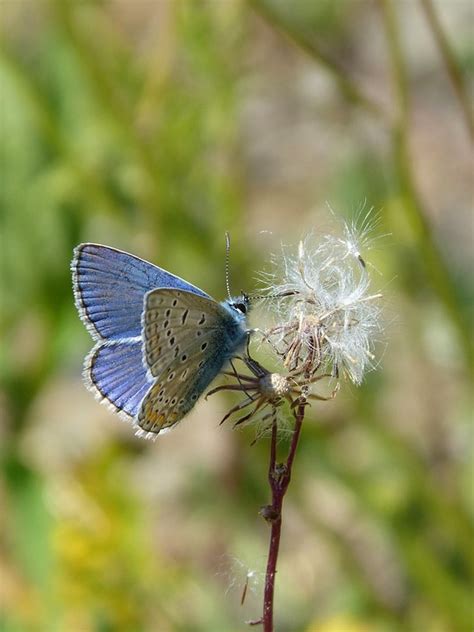 Blue Butterfly Blaveta Of The Free Photo On Pixabay Pixabay