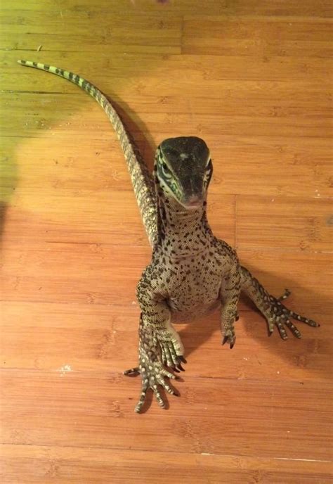 A Small Lizard Sitting On Top Of A Wooden Floor