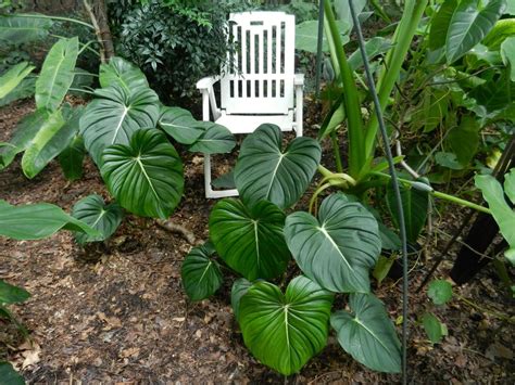 Philodendron Pastazanum In The Philodendrons Database