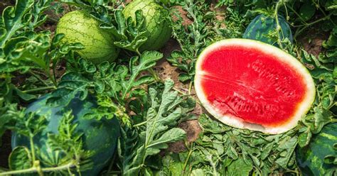 Growing Watermelons For Profit Tips And Tricks For A Success