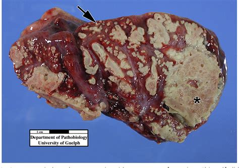 Figure 2 From Mycoplasma Bovis In Respiratory Disease Of Feedlot Cattle