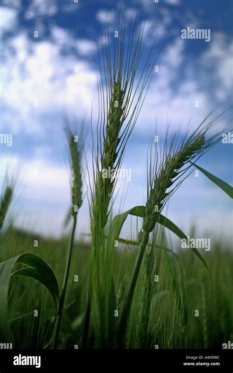 Wheat Triticum Aestivum Stock Photo Alamy