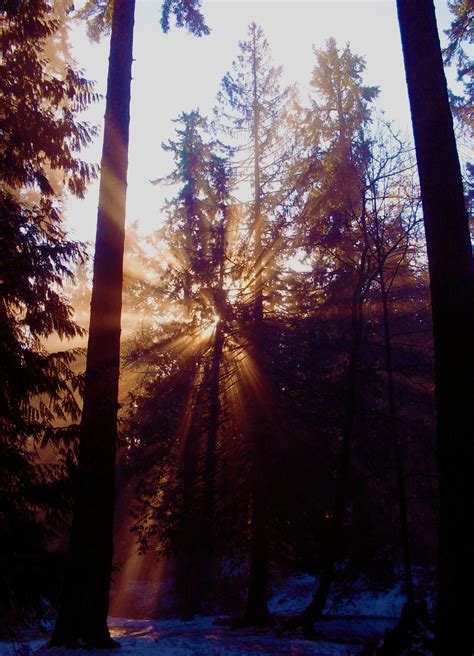 Free Images Tree Nature Forest Branch Winter Light Sunset