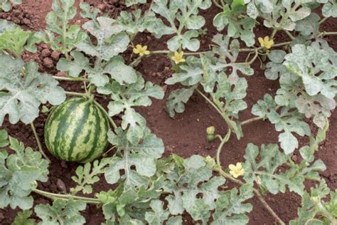 Watermelon Spacing » Give Them Room to Grow!