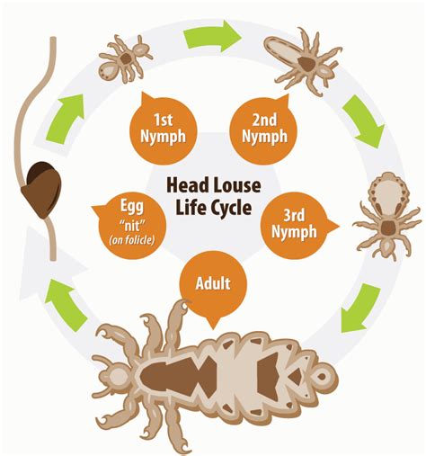 Life Cycle Of Head Lice