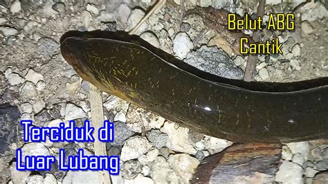 Mancing Belut Besar Spot Sungai Selokan Youtube