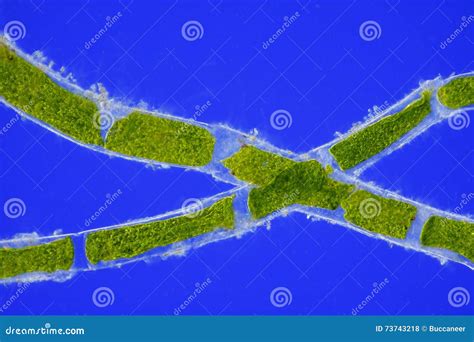 Microscopic View of Green Algae (Cladophora) Cells Stock Photo - Image ...