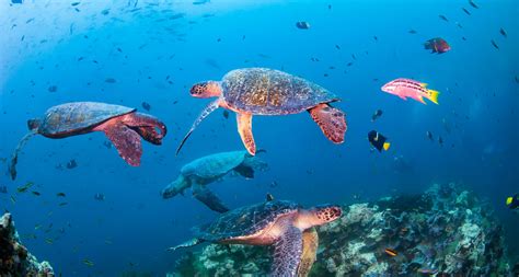 iucn red list  threatened species zvsr