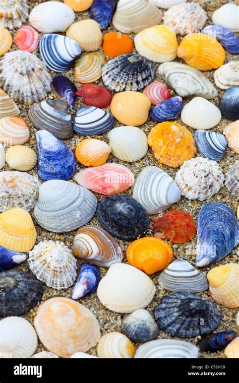 Biodiversity Detail Great Britain Coast Macro Mass Sea Sea