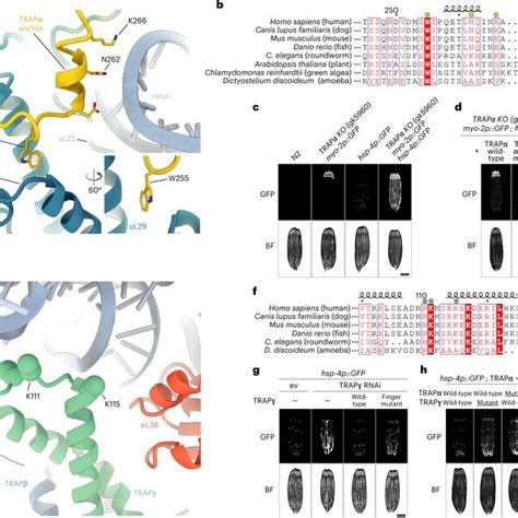 Molecular Interactions Of Trap With The Translating Ribosome A Atomic