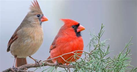 Winter Songbirds - Our Favorite Visitors - Flowerland