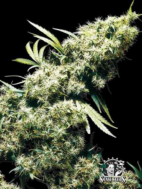 Jamaican Pearl Sensi Seeds Cannabis Seeds From The Netherlands