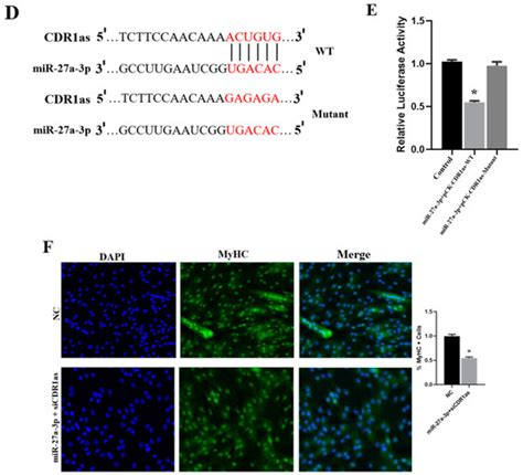 Genes Free Full Text Knockdown Of CDR1as Decreases Differentiation