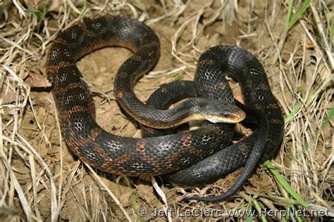 Western Ratsnake (Pantherophis obsoletus) – Amphibians and Reptiles of Iowa