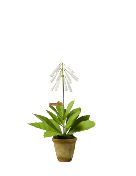 tobacco plant flower 1