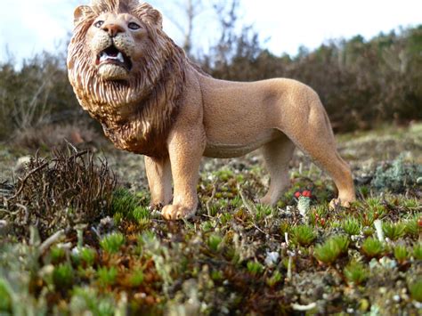 Lionschleich By I Amanonymous On Deviantart