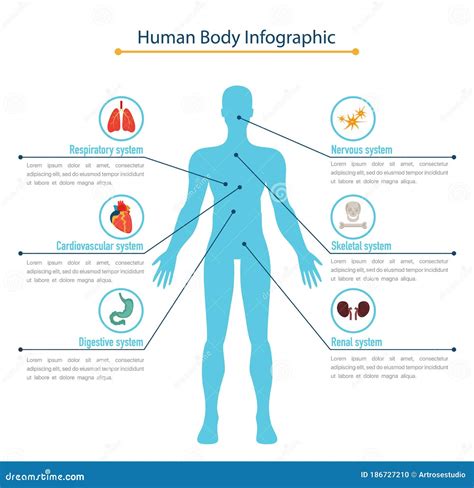 Conceito Infográfico Do Corpo Humano Ilustração Do Vetor Ilustração De Estômago Corpo 186727210