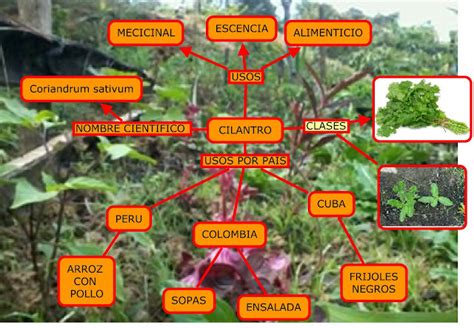 Plantas Medicinales