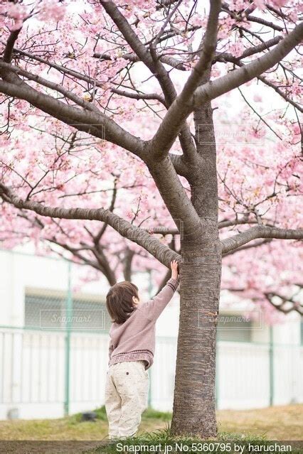 桜の木の下に立つ女の子の写真・画像素材[5360795] Snapmart（スナップマート）