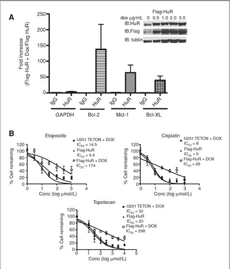 Figure 2 From The RNA Binding Protein HuR Promotes Glioma Growth And