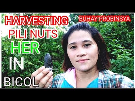 Harvesting Pili Nuts Her In Bicol L Buhay Probinsya Youtube