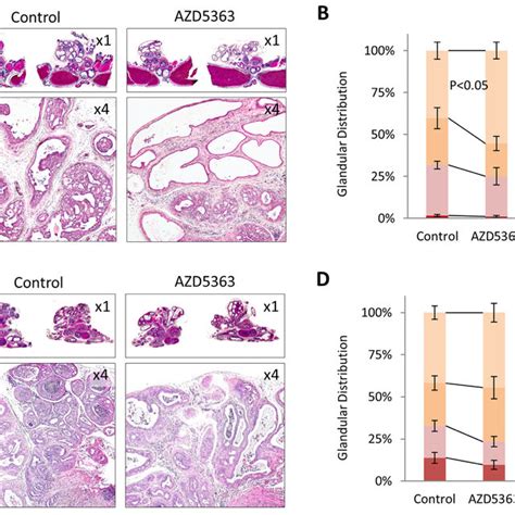 Schematic Representation Of The Cellular Architecture Of The Prostate