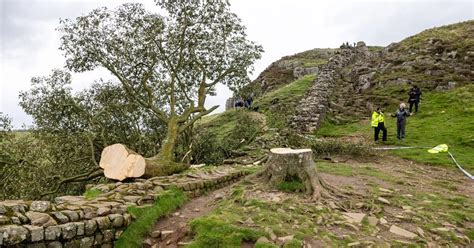 Man In His 60s Bailed Over Felling Of Landmark Sycamore Gap Tree