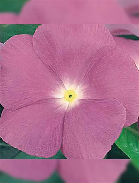 Vinca Victory Dwarf Sunny View Seeds Buy Seeds Bulbs Fertilizers