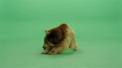 Green Screen Video Of Blonde Grizzly Bear Lying Down Facing Forward And