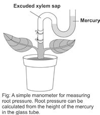 ROOT PRESSURE - Study Solutions