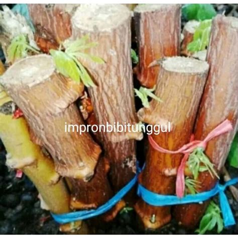 Jual Bibit Stek Pohon Singkong Mentega Super 10 Batang Shopee Indonesia