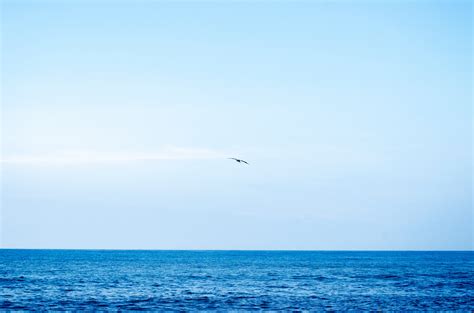 Banco De Imagens De Praia Mar Costa Oceano Horizonte P Ssaro