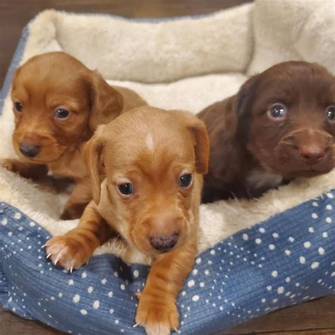 Dachshund Puppies & Dogs For Rehoming in Kentucky