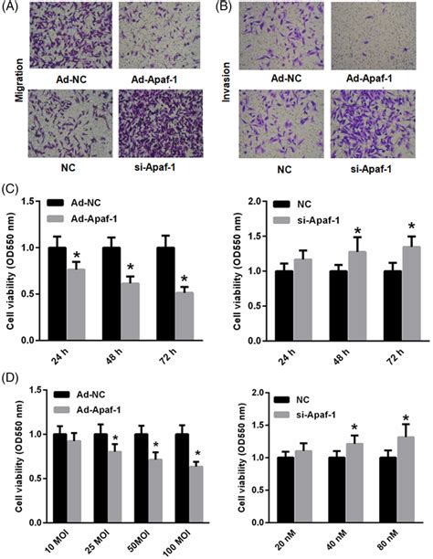 Apaf Suppressed Hepg Cell Migration Invasion And Viability Apaf