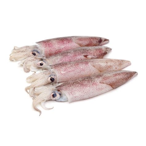 indian ocean squid trofelia promoting food