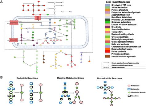 Reduced And Reconstructed Human Metabolic Map A Collected Human