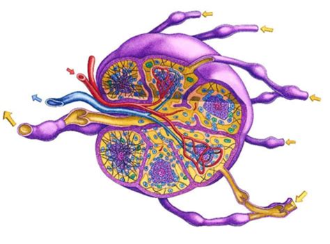 Exam Part Lymphatic System And Immunity Flashcards Quizlet