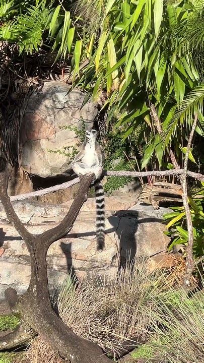 Lemur At Disneys Animal Kingdom Park Youtube