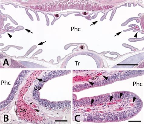 Light Micrographs Of Cross Sections Of The Pharynx Of Subadult S